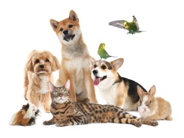 Beyaz arka planda sevimli hayvanlar. Papağanlar, köpekler, kedi, tavşan ve kobay