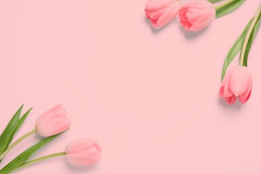 Pembe arka planda güzel laleler, üst manzara. Metin için boşluk