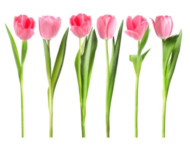 Pembe laleler beyaza izole edilmiş, tamam. Güzel bahar çiçekleri