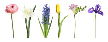 Güzel, berrak bahar çiçekleri beyazlar üzerinde izole.