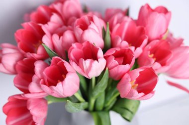 Bulanık arkaplanda pembe laleler, yakın plan.