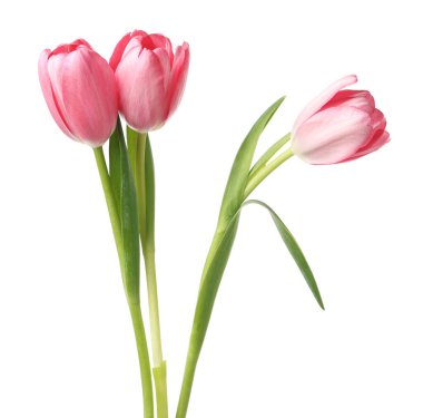 Güzel pembe laleler beyaz üzerinde izole edilmiş