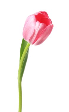 Güzel pembe lale beyaza izole edilmiş.