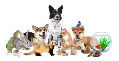 Beyaz arka planda sevimli hayvanlar. Papağanlar, köpekler, kediler ve diğer hayvanlar