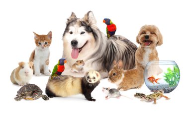 Beyaz arka planda sevimli hayvanlar. Papağanlar, köpekler, kediler ve diğer hayvanlar