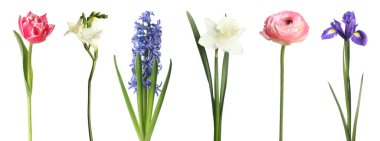 Çiçek açan bahar çiçekleri beyazlar üzerinde izole edilmiş.