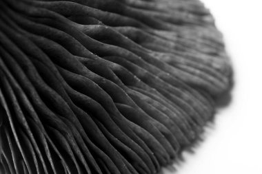 Oyster mushroom on light background, closeup view. Black and white effect