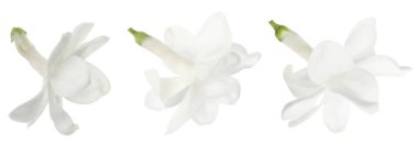 Beyaz, leylak çiçekleri. Çiçek seti