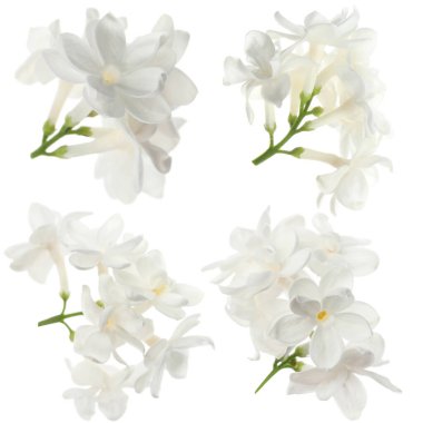 Beyazın üzerinde yalıtılmış leylak çiçekleri. Çiçek seti