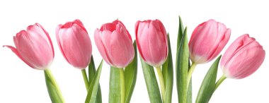 Pembe laleler. Beyazlara ayrılmış bahar çiçekleri.