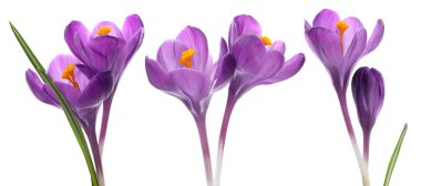 Mor kır çiçekleri beyaza izole edilmiş.