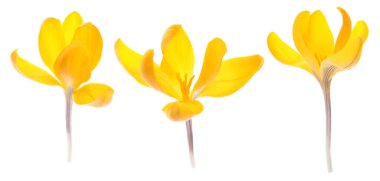 Sarı kruvazör çiçekleri beyaza sabitlendi.