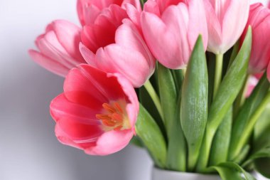 Gri arka planda pembe laleler, yakın plan.