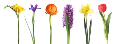 Parlak bahar çiçekleri beyaz renkte izole edilmiş.