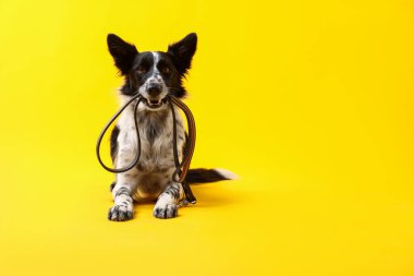 Tatlı Sınır Collie köpeği sarı arka planda ağzında tasma tutuyor.