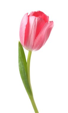 Güzel pembe lale beyaza izole edilmiş.