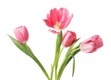 Güzel pembe laleler beyaz üzerinde izole edilmiş