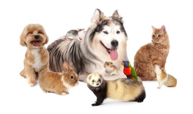 Beyaz arka planda sevimli hayvanlar. Papağan, köpek, kedi, tavşan, gelincik, fare, hamster ve kobay