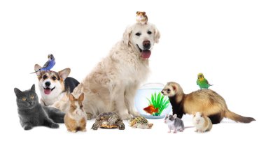 Beyaz arka planda sevimli hayvanlar. Papağanlar, köpekler, kediler ve diğer hayvanlar