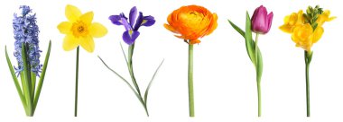 Parlak bahar çiçekleri beyaz renkte izole edilmiş.