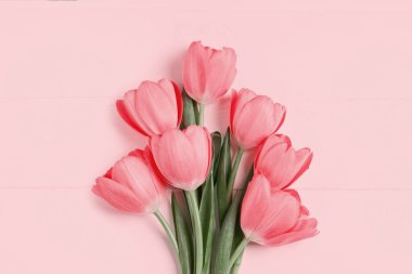 Pembe arka planda güzel laleler, üst manzara. Metin için boşluk