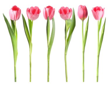 Pembe laleler beyaza izole edilmiş, tamam. Güzel bahar çiçekleri