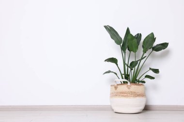 Cennetin güzel kuşu (Strelitzia) saksıda, ışık duvarının yanında saksıda. Metin için boşluk