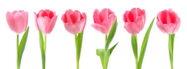 Beyaz üzerinde izole edilmiş pembe laleler koleksiyonu