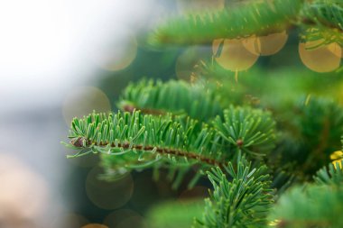 Bulanık Noel ışıklarına karşı güzel bir köknar ağacı, yakın plan. Bokeh etkisi