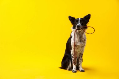 Tatlı Sınır Collie köpeği sarı arka planda ağzında tasma tutuyor.