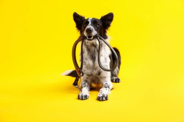 Tatlı Sınır Collie köpeği sarı arka planda ağzında tasma tutuyor.