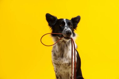 Tatlı Sınır Collie köpeği sarı arka planda ağzında tasma tutuyor.