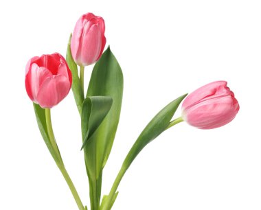 Güzel pembe laleler beyaz üzerinde izole edilmiş