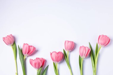 Beyaz arka planda güzel pembe laleler, düz bir zemin. Metin için boşluk