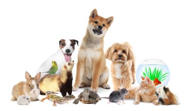 Beyaz arka planda sevimli hayvanlar. Papağan, köpek, kedi ve diğer hayvanlar