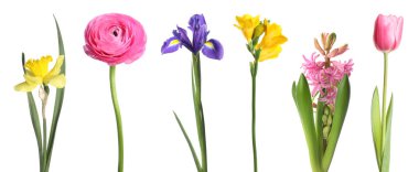 Çiçek açan bahar çiçekleri beyazlar üzerinde izole edilmiş.