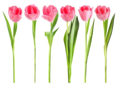 Beyazlara izole edilmiş yumuşak pembe laleler.