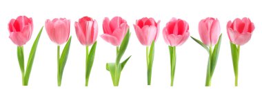 Pembe laleler beyaza izole edilmiş, tamam. Güzel bahar çiçekleri