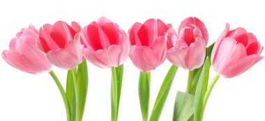 Pembe laleler. Beyazlara ayrılmış bahar çiçekleri.