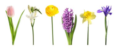 Parlak bahar çiçekleri beyaz renkte.