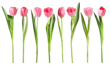 Beyaz üzerinde izole edilmiş pembe laleler koleksiyonu