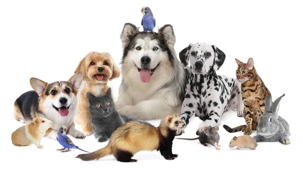 Beyaz arka planda bir grup sevimli hayvan. Papağanlar, köpekler, kediler, tavşanlar, gelincik, fare, hamster ve kobay