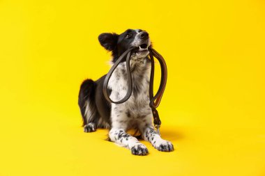 Tatlı Sınır Collie köpeği sarı arka planda ağzında tasma tutuyor.