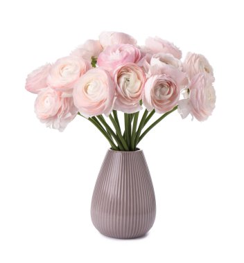 Vazodaki güzel ranunculus çiçekleri beyaza izole edilmiş.