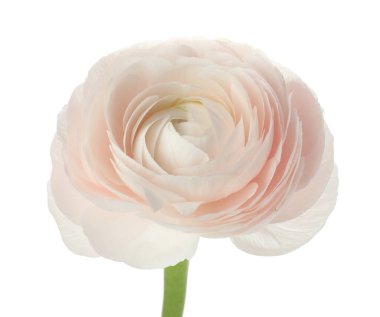 Güzel bir ranunculus çiçeği beyaza izole edilmiş.