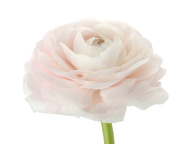 Güzel bir ranunculus çiçeği beyaza izole edilmiş.