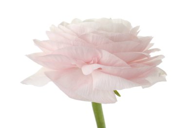 Güzel bir ranunculus çiçeği beyaza izole edilmiş.