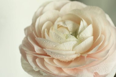 Işık arka planında su damlaları olan güzel ranunculus çiçeği, yakın plan.