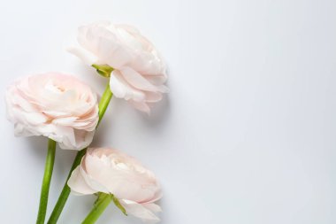 Beyaz arka planda güzel ranunculus çiçekleri, düz yatış. Metin için boşluk