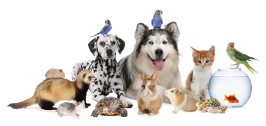 Beyaz arka planda sevimli hayvanlar. Papağanlar, köpekler, kediler ve diğer hayvanlar